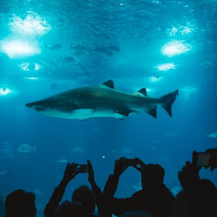 The Aquarium of Paris