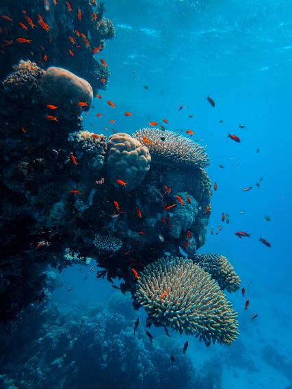 Under the sea, a unique underwater restaurant in Paris !